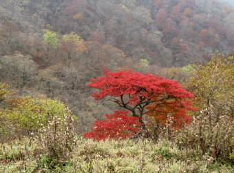 鮮やか紅葉