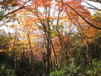 獅子舞の紅葉