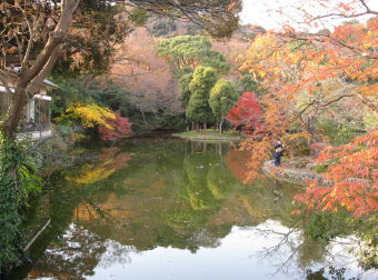 鶴岡八幡宮の池