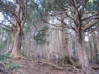 しめつりのご神木