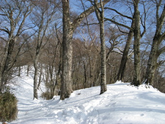 城山付近のブナ木立