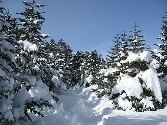 北八ツの雪道