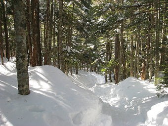 樹林帯