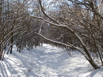 春の雪