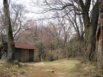 山桜