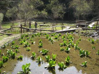 水芭蕉園