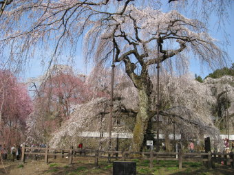 しだれ桜