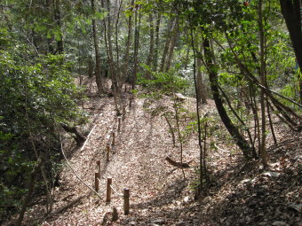 里山の森