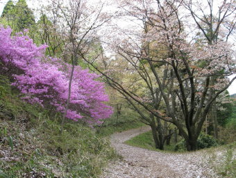 青年の森