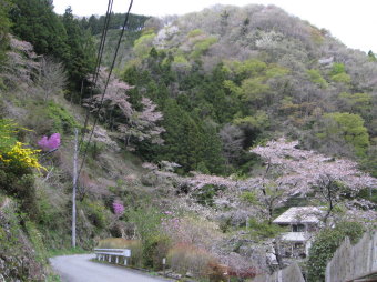 温泉周辺