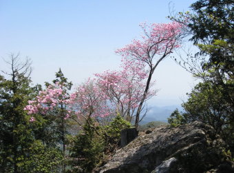 アカヤシオ咲く岩