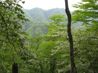 白石峠への尾根