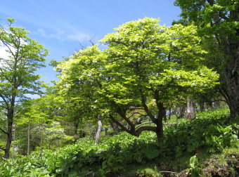 ようこそ檜洞丸へ