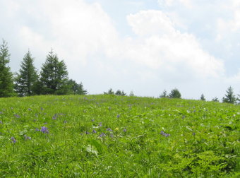 木無山　お花畑