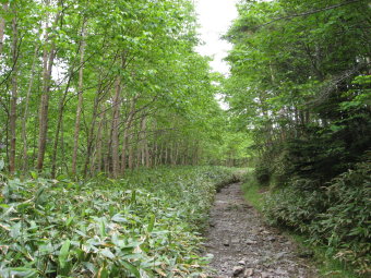 大石川林道