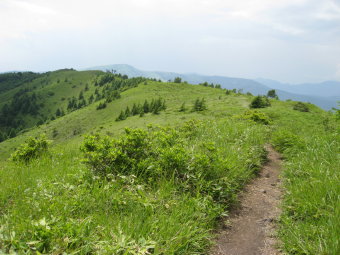 八子ヶ峰の草原