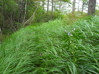 風知草