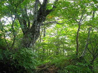 七ヶ岳付近