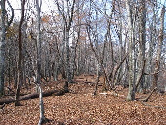 金袋山　山頂