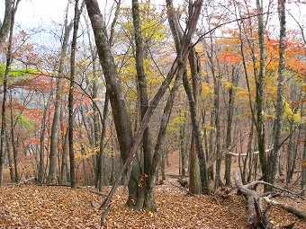 名残りの紅葉