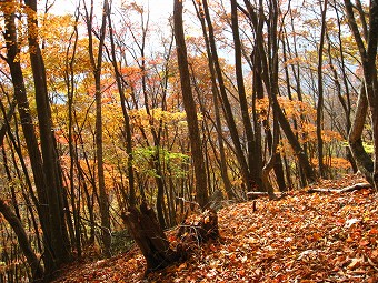 黄葉紅葉