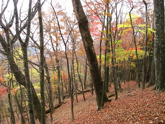 黄葉紅葉