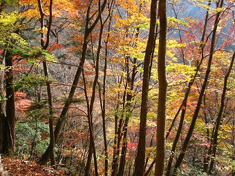 南斜面の紅葉