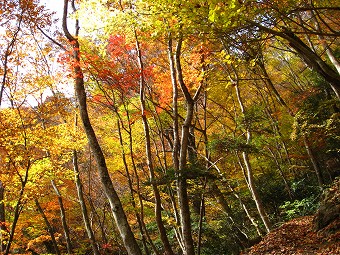 紅葉の尾根