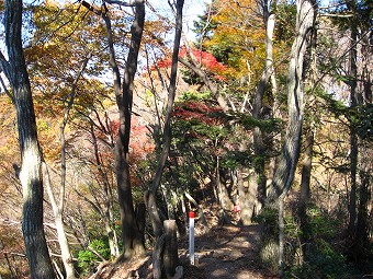 西側の紅葉