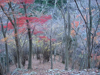 紅葉