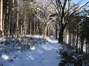 植林と桜の道