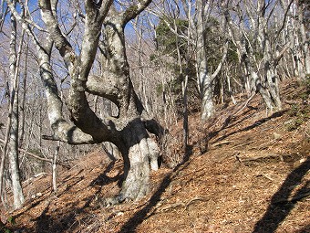 ブナ原生林