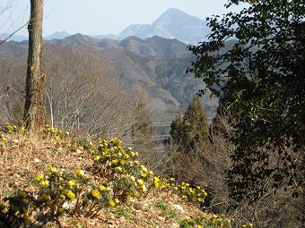 フクジュソウ園