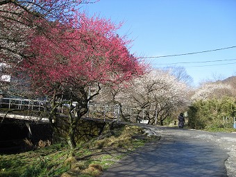 遊歩道梅林