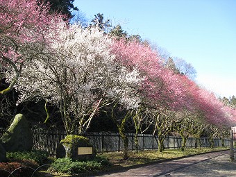 高尾梅郷・駒木野公園