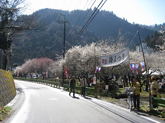 湯の花梅林