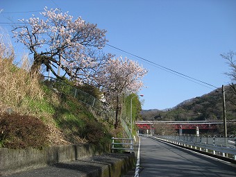 谷峨駅の足柄桜