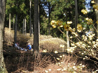 ミツマタ群生地