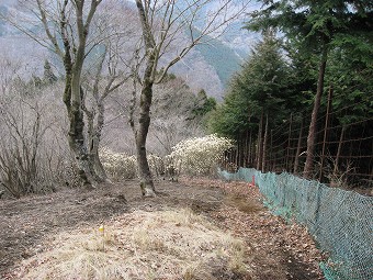 次の群生地