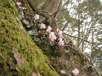 イワウチワ