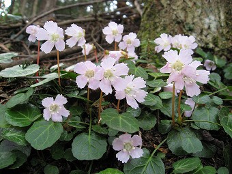 イワウチワ