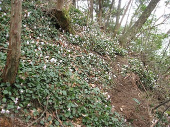 鉄五郎新道のイワウチワ