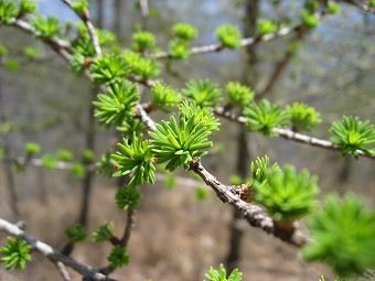 カラマツの芽吹き