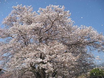 桜吹雪