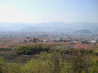 東屋から見る桃畑