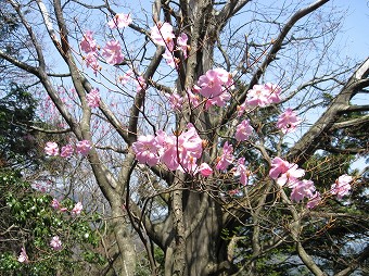 都県境尾根・アカヤシオ