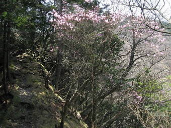 都県境尾根・アカヤシオ