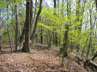 小寺山へ