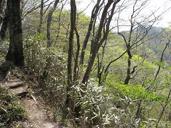 樅ノ木沢の頭へ