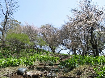 バイケイソウとヤマザクラ